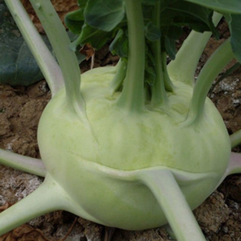 水果苤蓝种子青苤蓝紫苤蓝春秋苤蓝蔬菜种子原厂包装大包分装质好水果