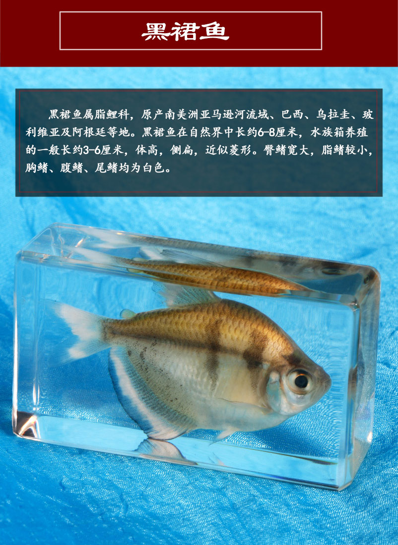 豪金门动物标本真实鱼标本摆件透明早教玩具海洋馆教学树脂动物标本