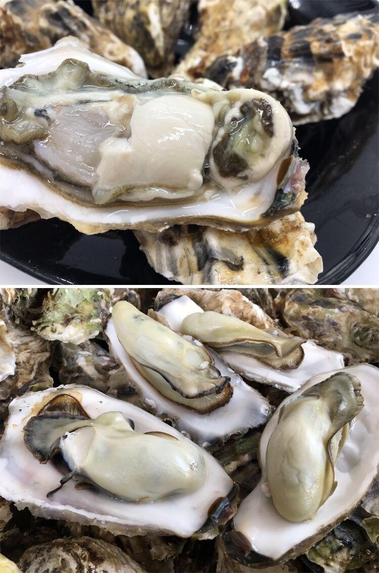 现捞 新鲜 海产 乳山生蚝 牡蛎 新鲜带壳 海蛎子 海鲜水产 贝类 5斤