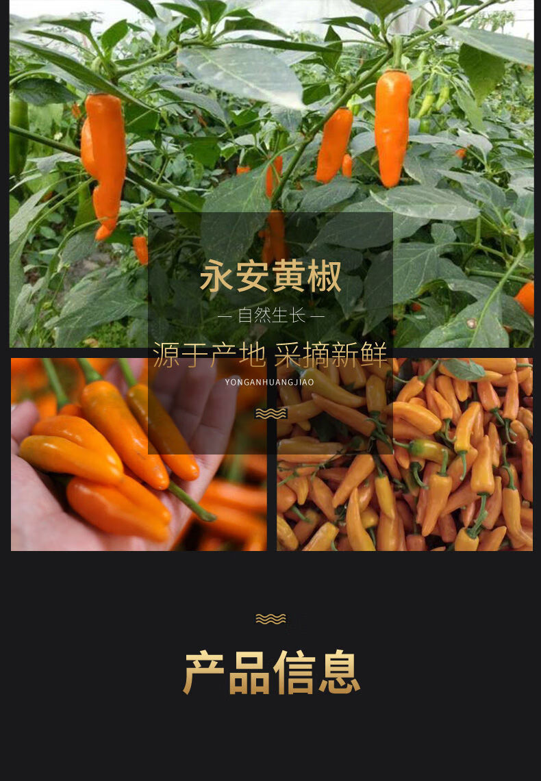 现货永安农家自种小黄椒新鲜辣椒250g头小米辣椒贡菜火锅蘸料新鲜黄椒