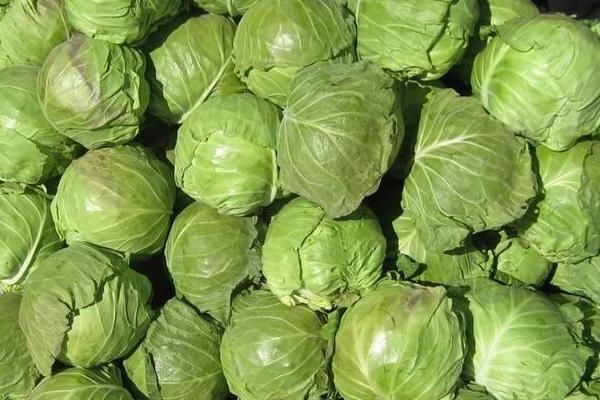 鲜嫩圆白菜永旺绿甘蓝卷心菜圆洋白菜新鲜蔬菜口感脆嫩现砍现优质甘蓝