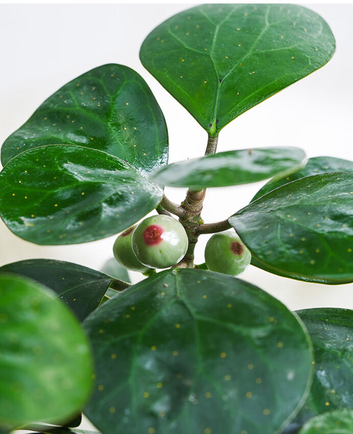 菩提树盆栽盆景花卉发财树室内书房办公室绿植智慧树小盼菩提菩提树3