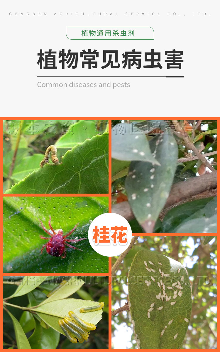 桂花树虫害图片及防治图片