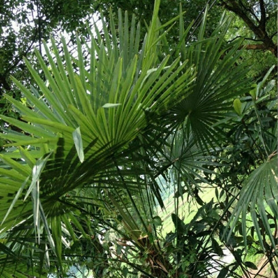 棕树叶 草绳 农家包粽子专用绳子天然草绳天然无公害无污染 新鲜棕树