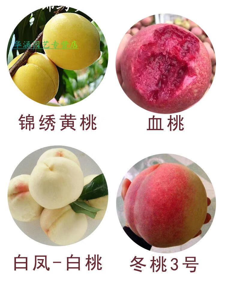 桃树树苗 嫁接桃树苗特大新品种桃苗早熟晚熟地栽盆栽南方北方种植