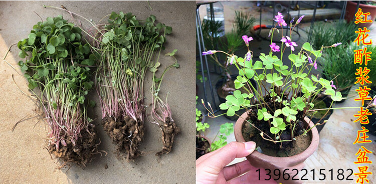 紫叶酢浆草红花酢浆草三叶草幸运草庭院别墅花坛绿植四季绿化苗木 10