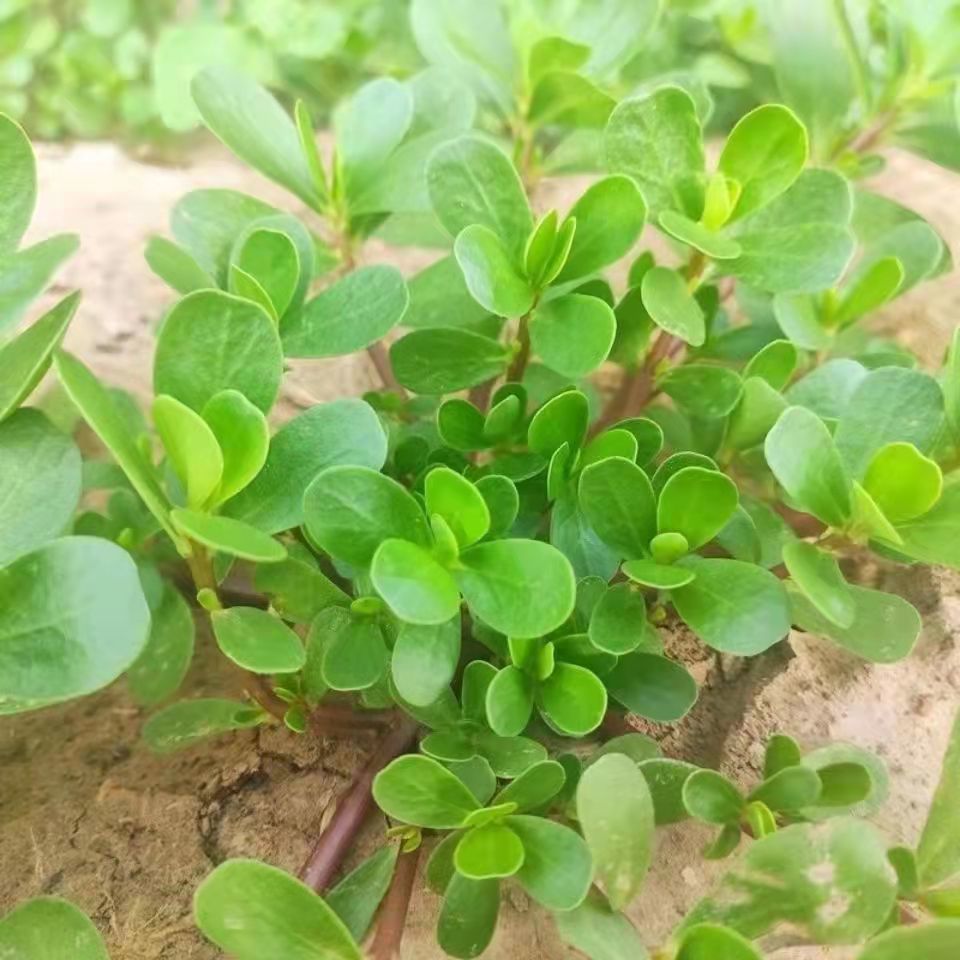 野生新鲜马齿苋菜五行草长命菜马蜂菜马齿笕养生中材顺丰一斤装现挖现