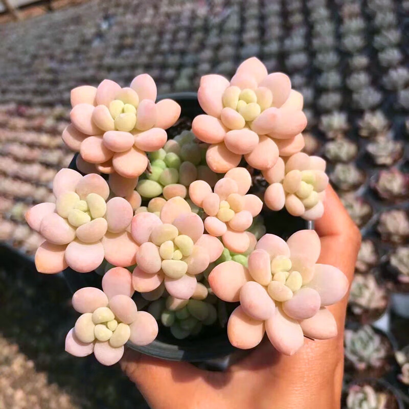 云南花卉高级稀有品种颗洛可可多肉植物办公室阳台盆栽 瓷盆 洛可可