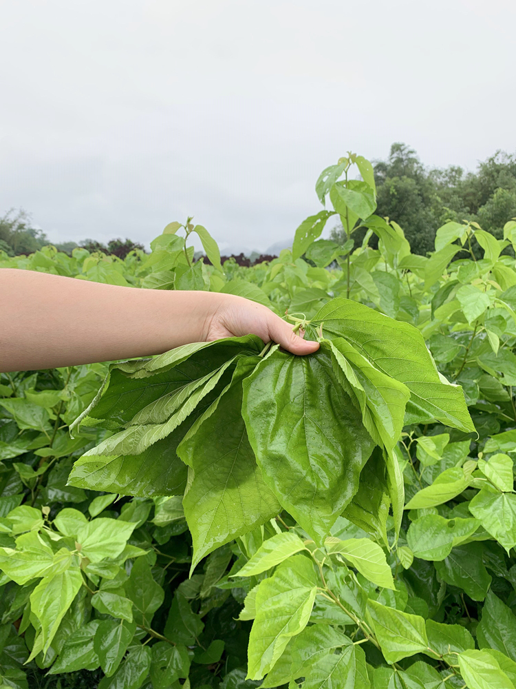 【当天发货】顺丰嫩桑叶新鲜500克桑树叶蚕叶喂蚕宝宝饲料养蚕1斤广东