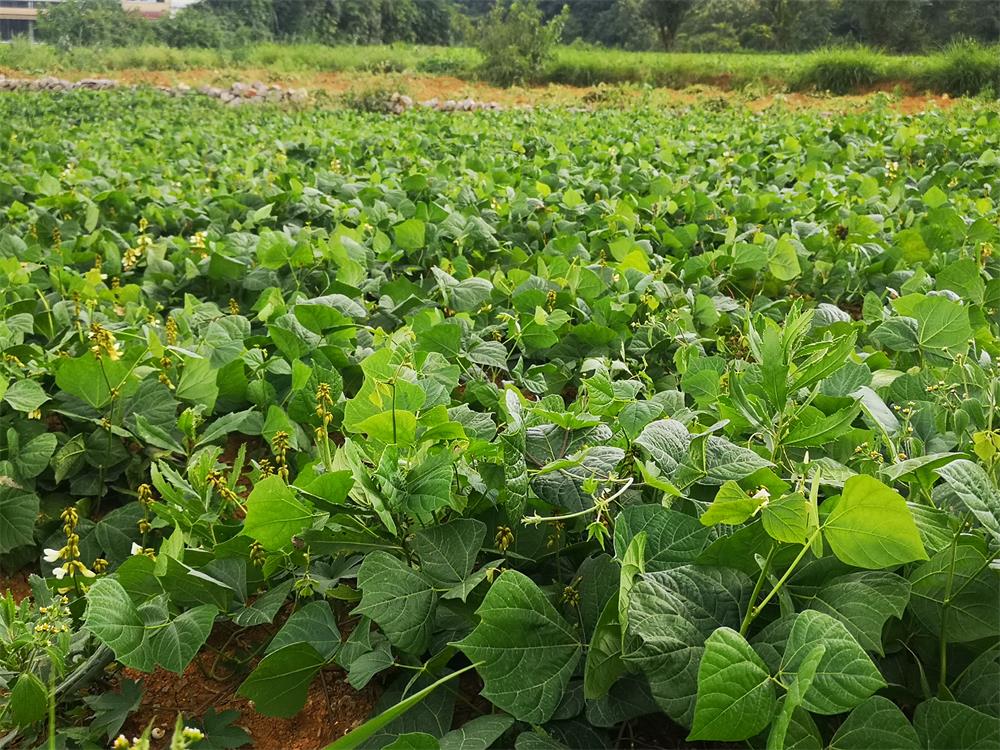 新鲜地萝卜现挖农家贵州安顺凉薯 地瓜土瓜白地瓜蔬菜水果5斤 10斤 大