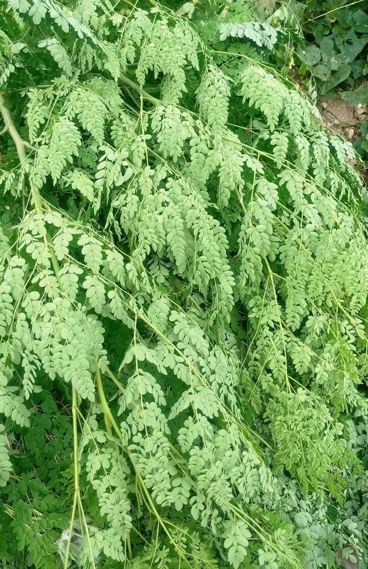 云南辣木叶 特级辣木籽叶茶的功效新鲜自然晒干粉养生茶 200目辣木叶