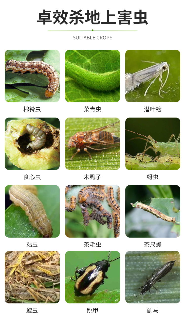5高效氯氟氰菊酯菜青虫杀虫剂果树蔬菜蚜虫蚂蚁地下害虫通杀500ml