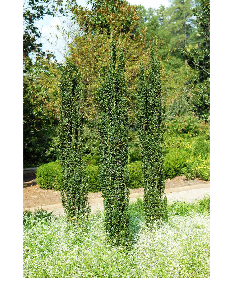 星派果直立冬青朝天笔盆栽苗四季常绿花镜造型植物耐寒好养活超大景观