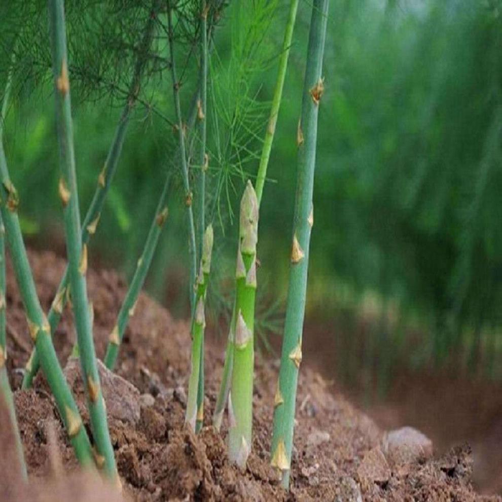 芦笋苗芦笋根苗芦笋蔬菜苗四季种植种苗阳台盆栽绿植家庭蔬菜 -量大