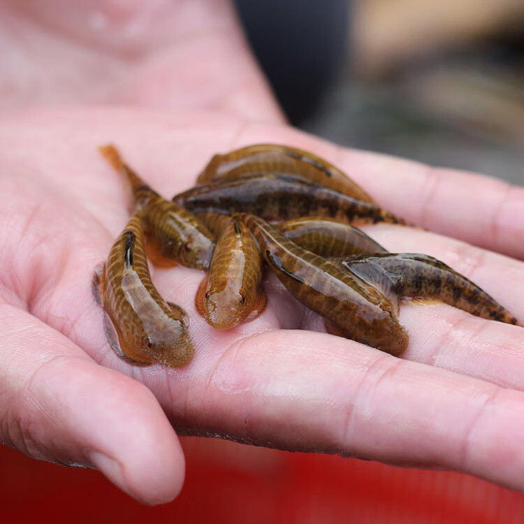 zxc吸鰍魚原生溪流冷水清道夫小型觀賞貴州爬巖鰍琵琶除藻缸清潔工具