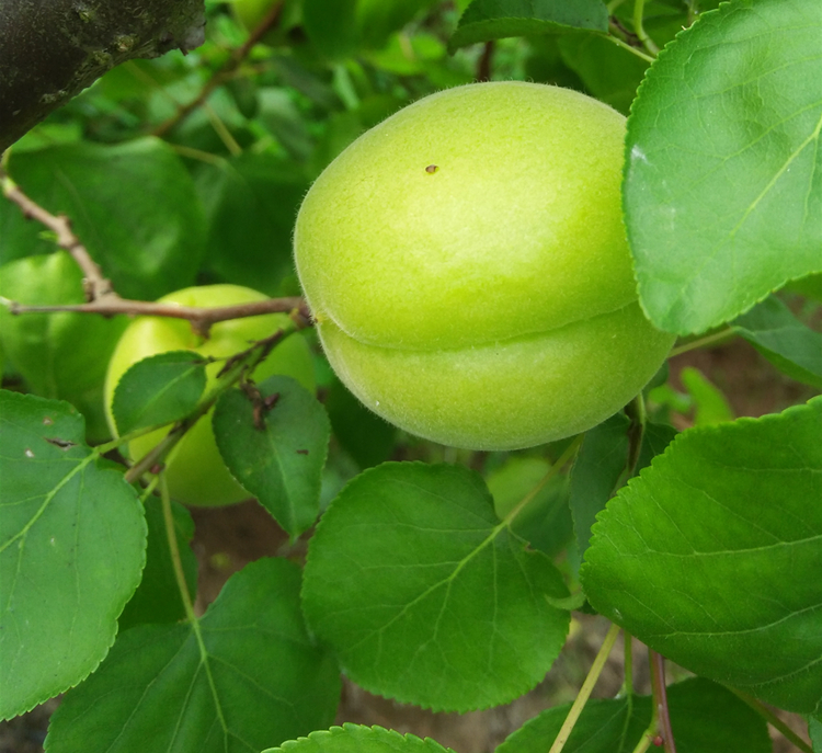 【可选顺丰】水果青杏酸杏新鲜农家青杏子绿色杏子水果 3斤(顺丰特惠)