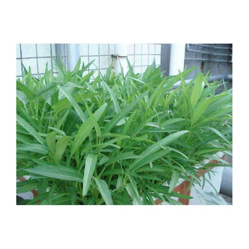 民生源(msy) 白梗大叶空心菜种子 蔬菜种子无心菜通心菜空筒菜可多次