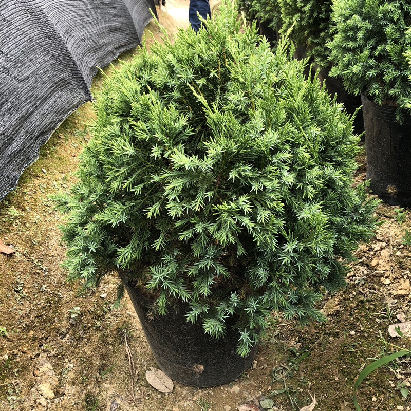 四季常绿墓地松 树苗 松树苗 侧柏树苗 风水树 圣诞树 庭院树 塔松(80