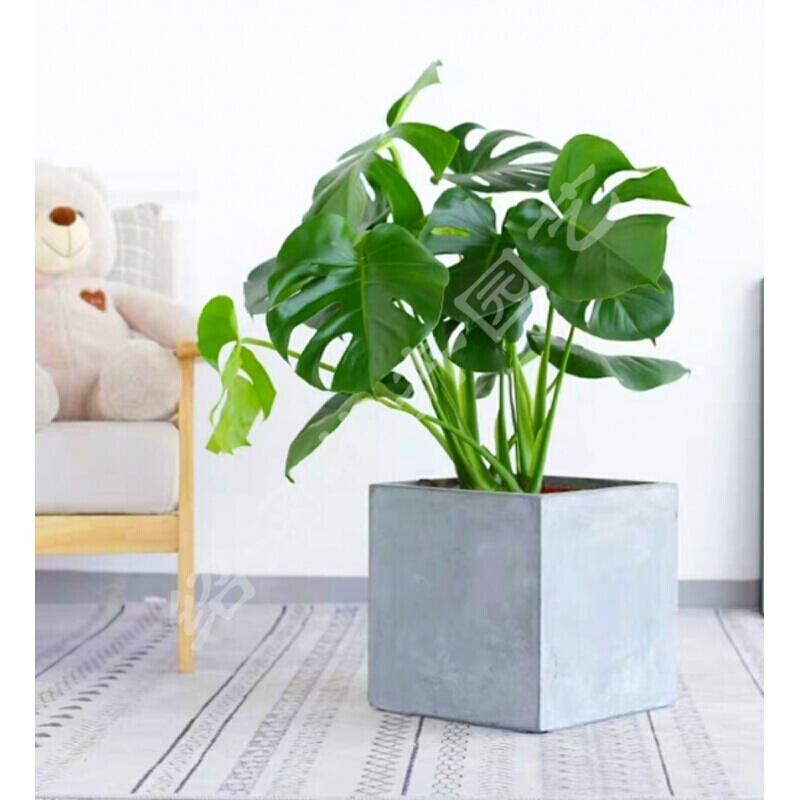 龟背竹大盆栽室内客厅大叶大型绿植仙洞简约 精致款春羽 盆 铁架 含盆