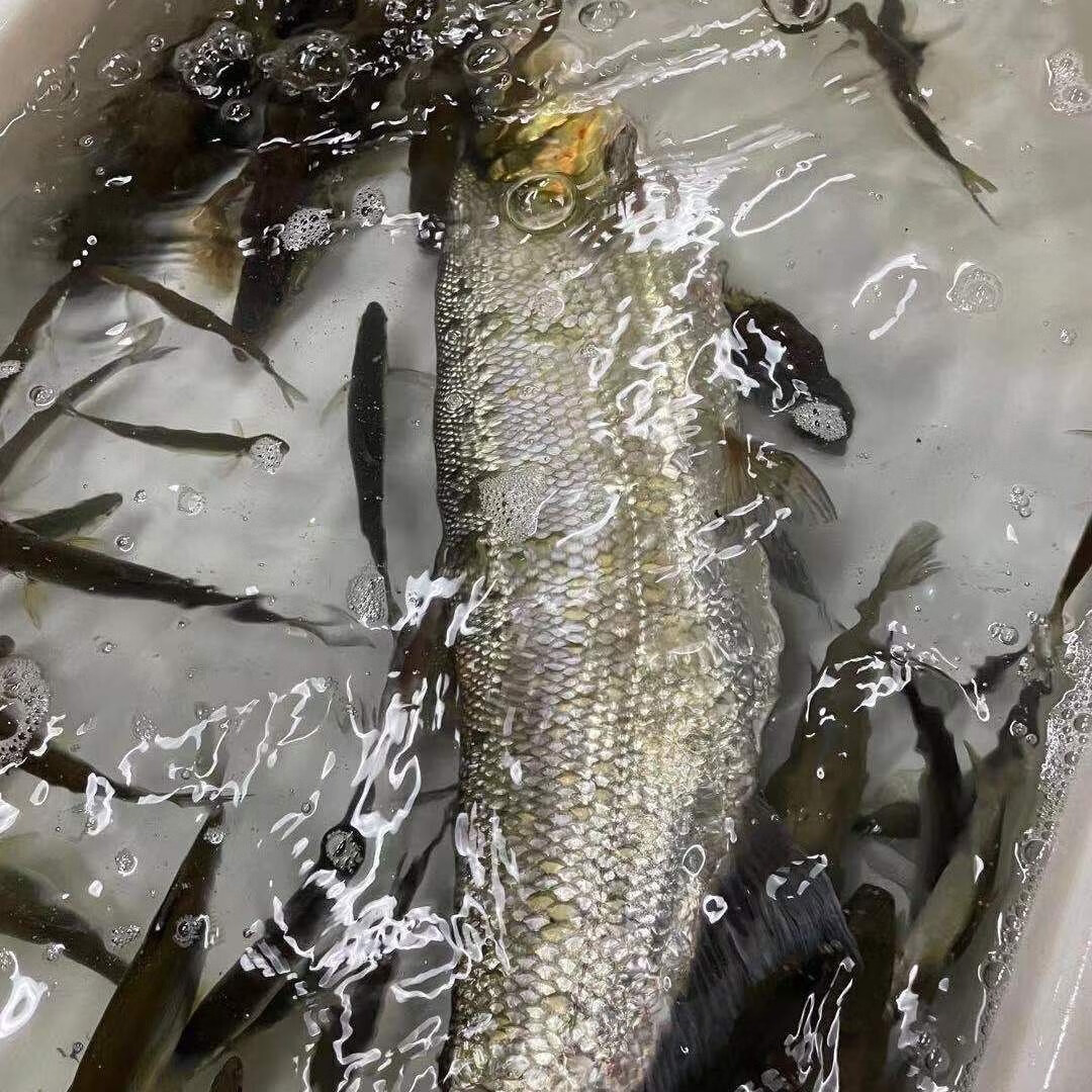 lism大翘嘴鱼米级翘嘴白鱼新鲜活淡水大白刁子鱼白条鱼2斤整条 活鱼现