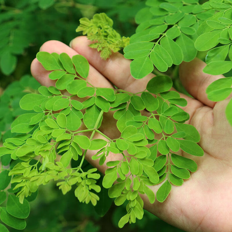 辣木米线云南西双版纳特产傣家辣木叶粉干细米线米粉1000克