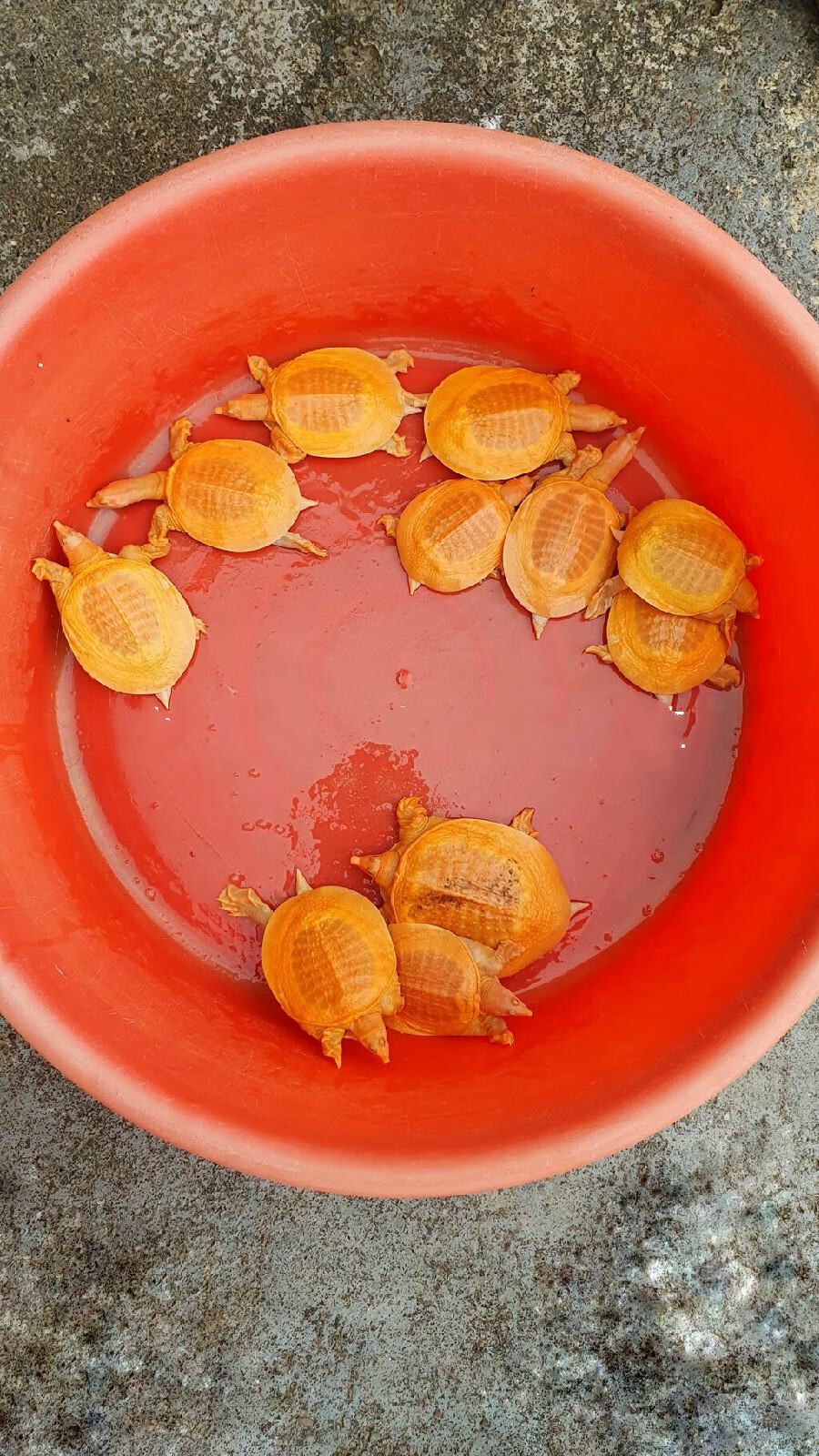 ajaj黄金鳖观赏鱼深水鳖黄化鳖变异宠物深水龟鳖红眼金身龟鳖黄金龟鳖