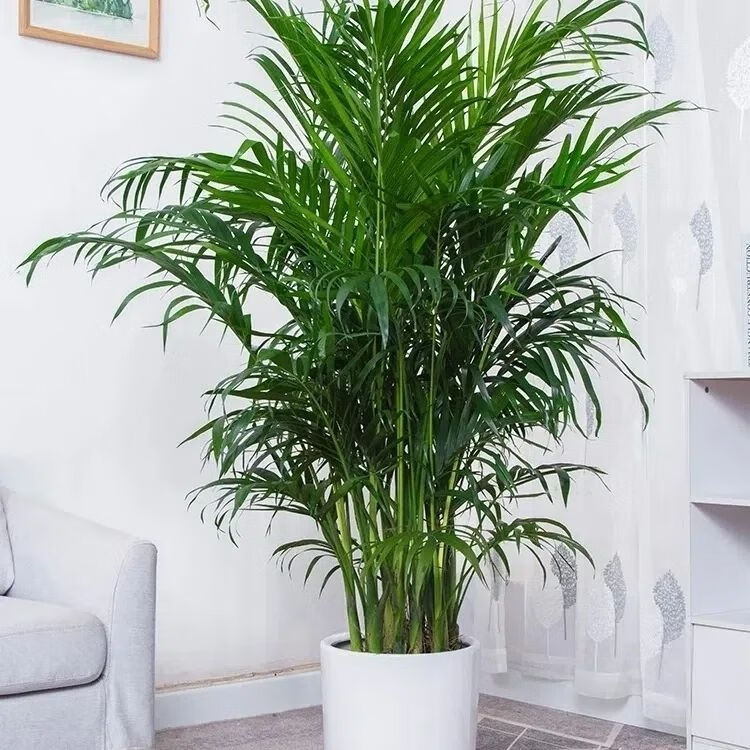 悦芳华富贵椰子树大型盆栽办公室客厅网红绿植袖珍 20厘米左右(款) 原