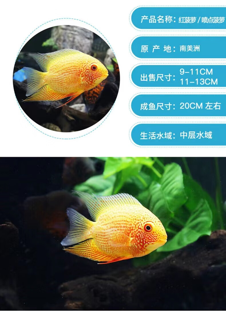 帝王虎斑菠萝资料介绍图片