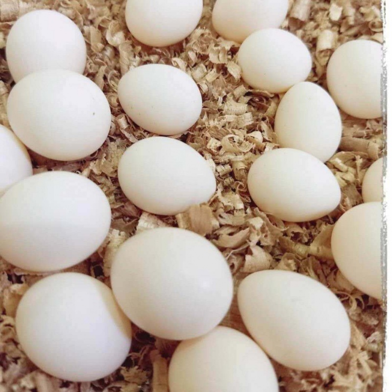 玄凤鹦鹉受精蛋种蛋鹦鹉鸟蛋种蛋可人工孵化种蛋黄化玄凤受精蛋 玄凤