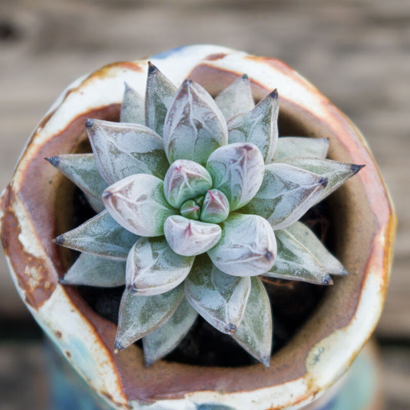 现货 京东云仓发货 多肉植物盆栽黄熊爪绿爪粉爪魔爪肉肉植物花卉