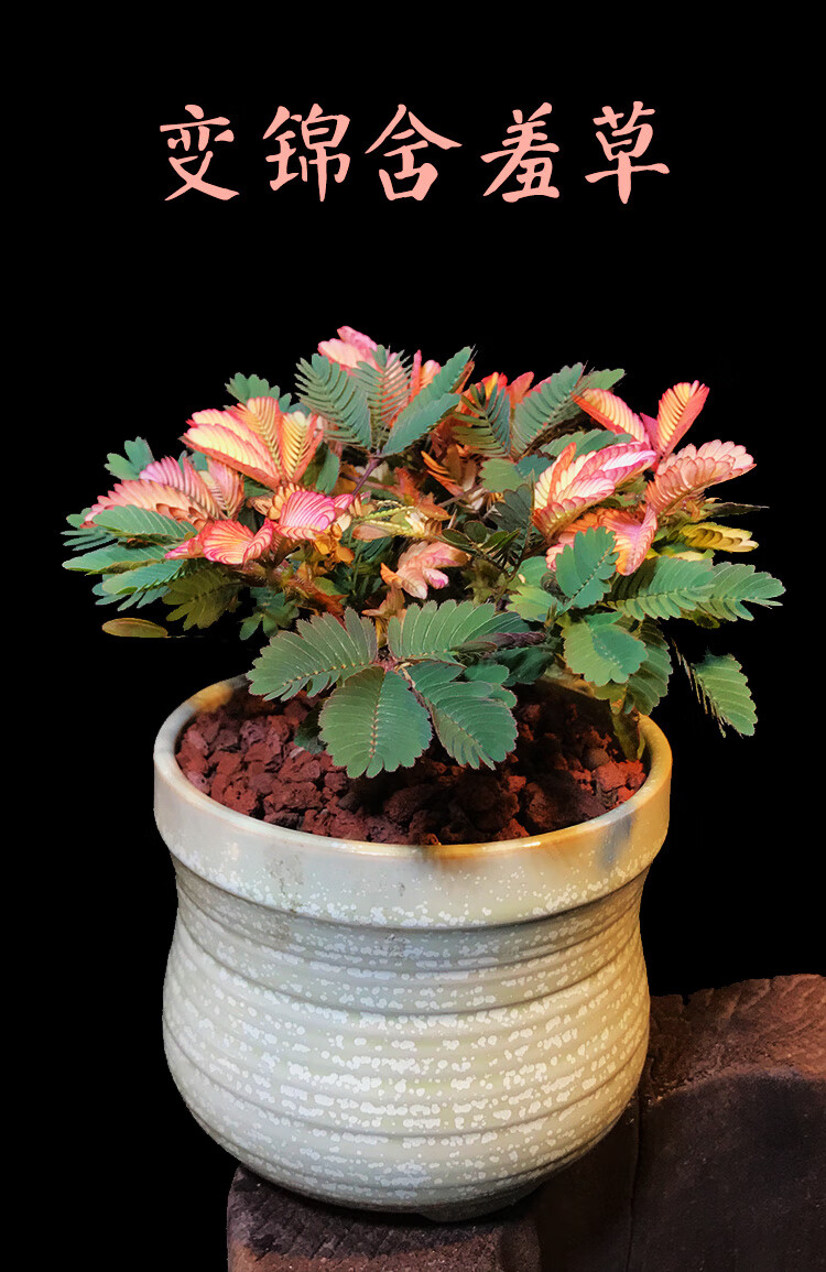 彩叶含羞草盆栽害羞草植物花卉室内办公室桌面小绿植花苗跳舞草蓝丽雅