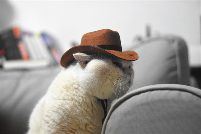 西部牛仔帽猫咪帽子酷狗狗小型犬配饰头饰品英短搞怪宠物拍照道具牛仔