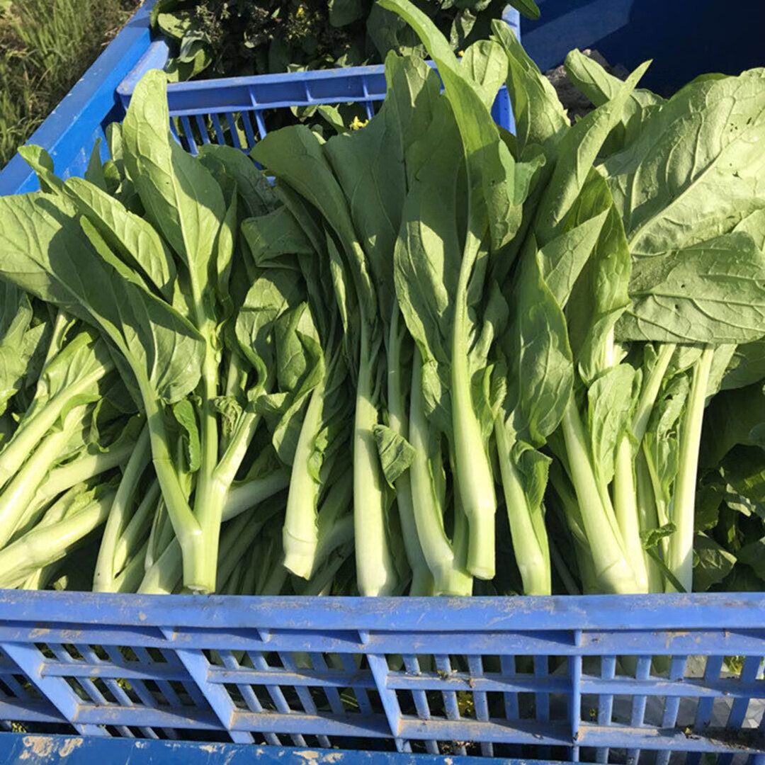 生鲜农家肥种植新鲜白菜苔绿菜心时令应季蔬菜4斤湖北武汉加油