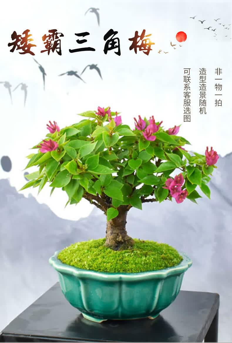 老桩矮霸三角梅盆景四季开花造型盆栽客厅阳台办公桌长青趣味绿植矮霸