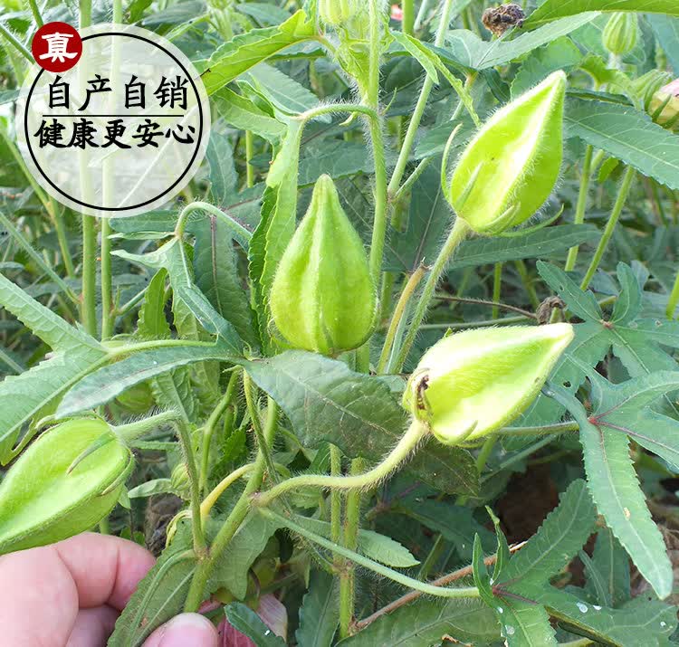 箭叶秋葵五指山参果干茶剑叶秋葵红花马宁果番石榴茶果五君汤1罐装