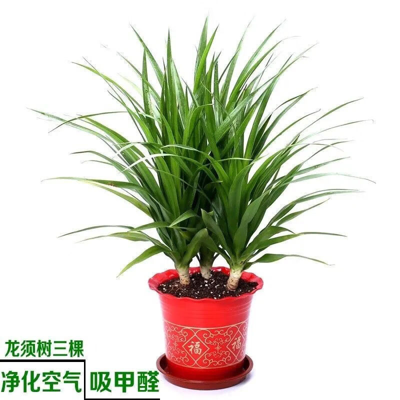 铁龙须兰龙血树室内客厅大型盆栽绿植花卉 三颗70厘米高【图片 价格