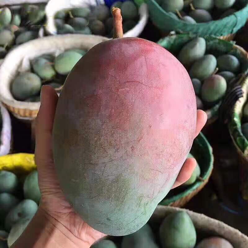 四川攀枝花凯特芒大芒果5斤新鲜应季水果整箱亡青忙果10斤 5斤 【商超