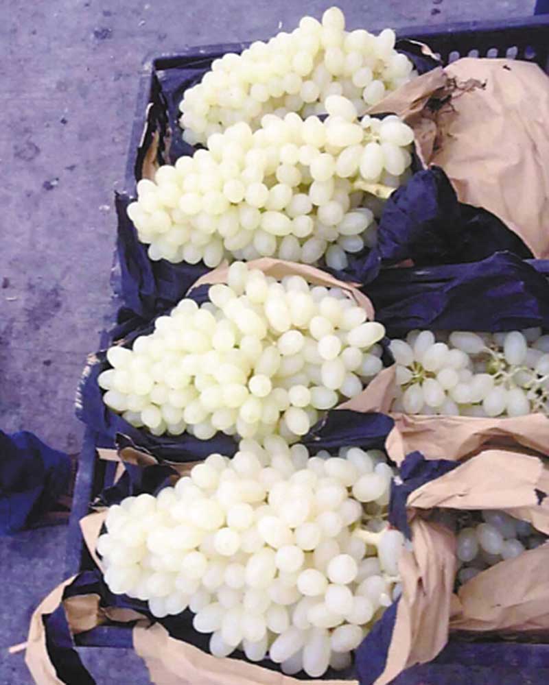 马奶提子蓝宝石葡萄树苗 巨峰南北方种植果树苗 爬藤盆地栽当年结果 1