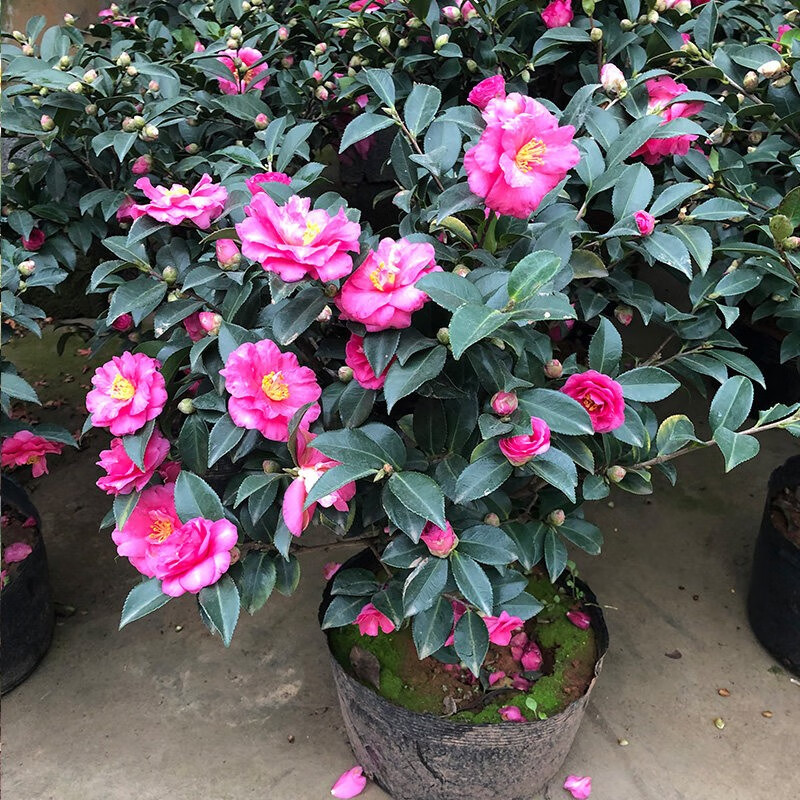 茶梅树苗球庭院别墅花苗四季盆栽小苗高杆大树老桩盆景造型茶梅苗4060