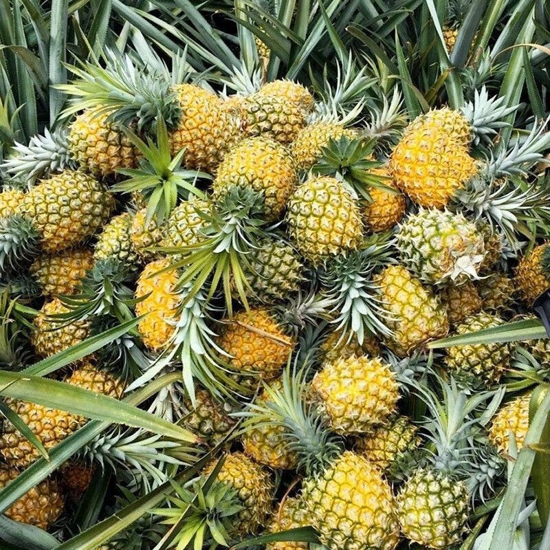 爱常鲜儿广东徐闻香水菠萝当季水果新鲜现摘发货2个尝鲜装