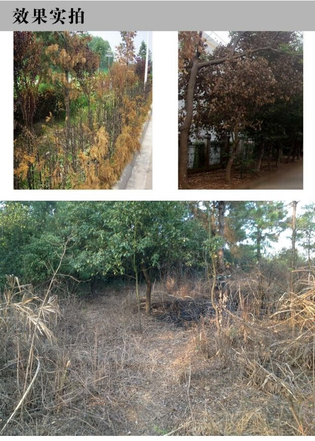 环嗪酮除草剂杀竹子烂根灭树死树剂杀大树剂200ml