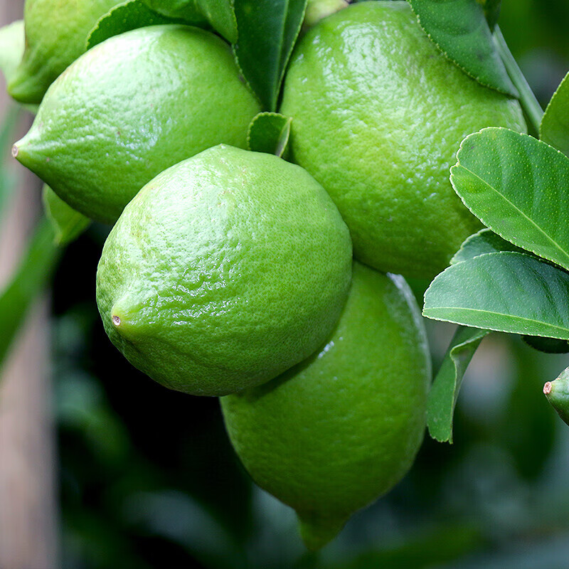 无籽香水柠檬5斤广东香水青柠檬3奶茶店用柠檬一级青柠无籽厚皮2 2500