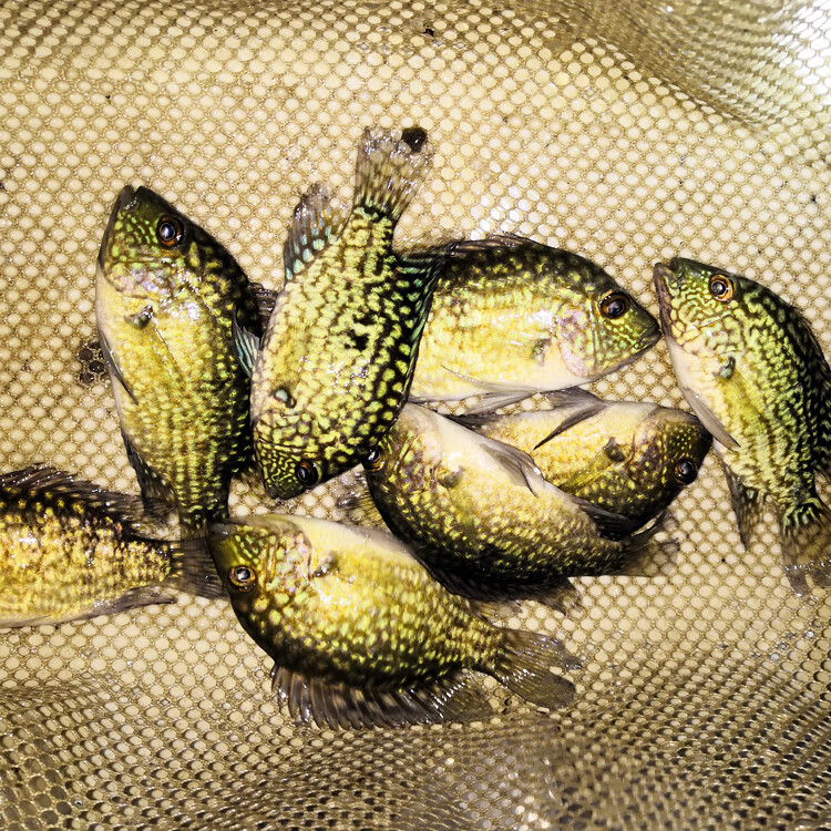 德州豹满天星绿巨人混养大型热带鱼观赏鱼鱼苗淡水鱼活体宠物蓝徳萨9