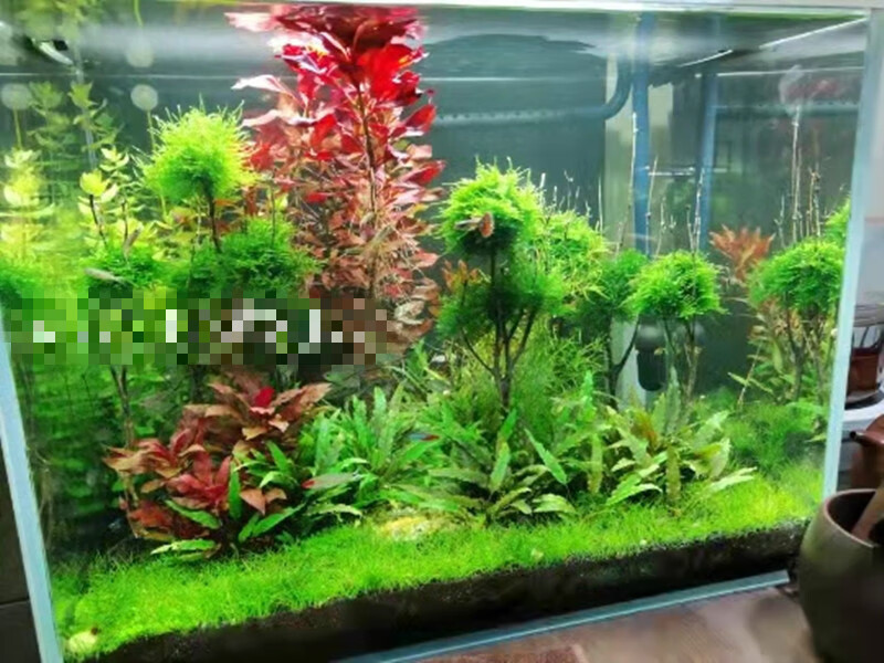 造景植物迷你草固定淡水增氧懒人入门套餐 南美尖叶草皮一杯【图片