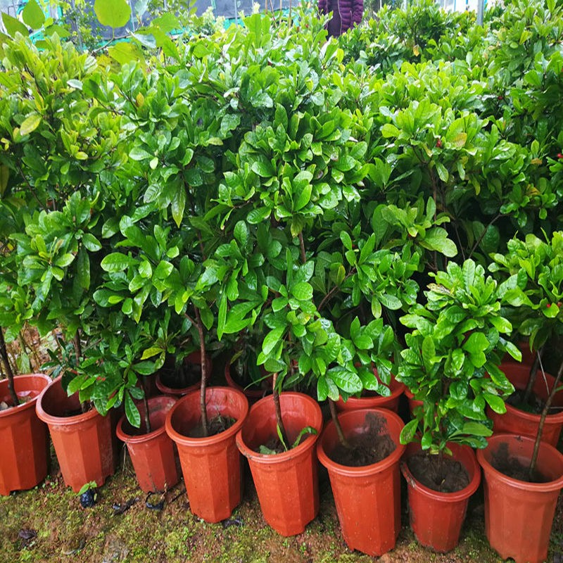 神秘果树苗鲜果可变味珍奇果树开花特香南方北方均可种植神秘果3年苗