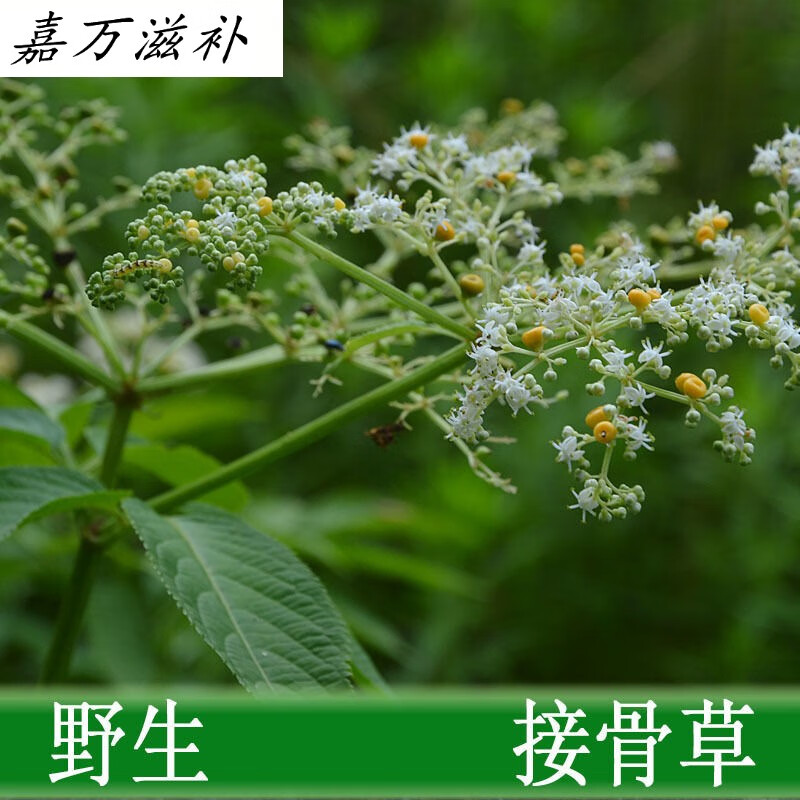 鲜接骨草陆英中八棱麻小接骨丹跌打扭伤官方品质接骨草枝丫条1斤