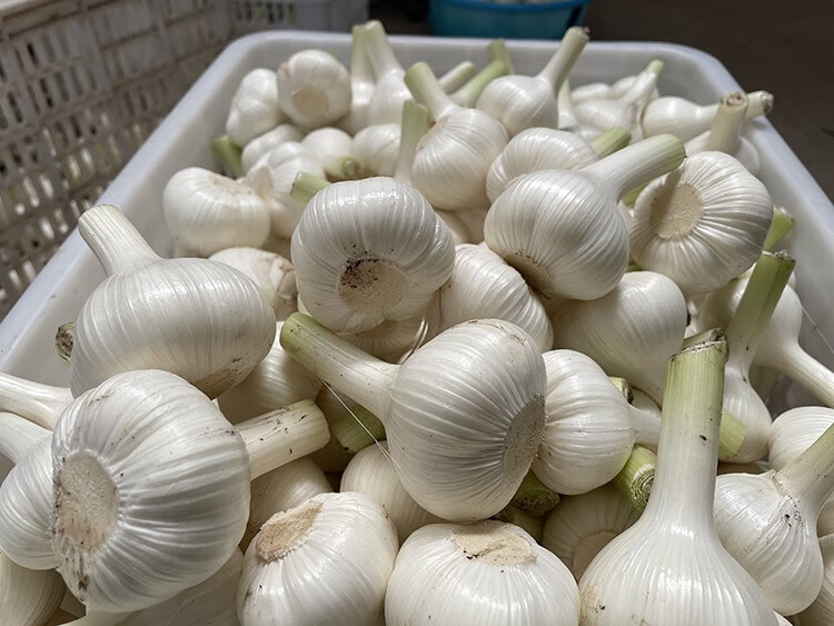 源外园苍山新鲜大蒜头5斤2022年白皮湿蒜鲜蒜山东兰陵可腌制糖醋蒜泡