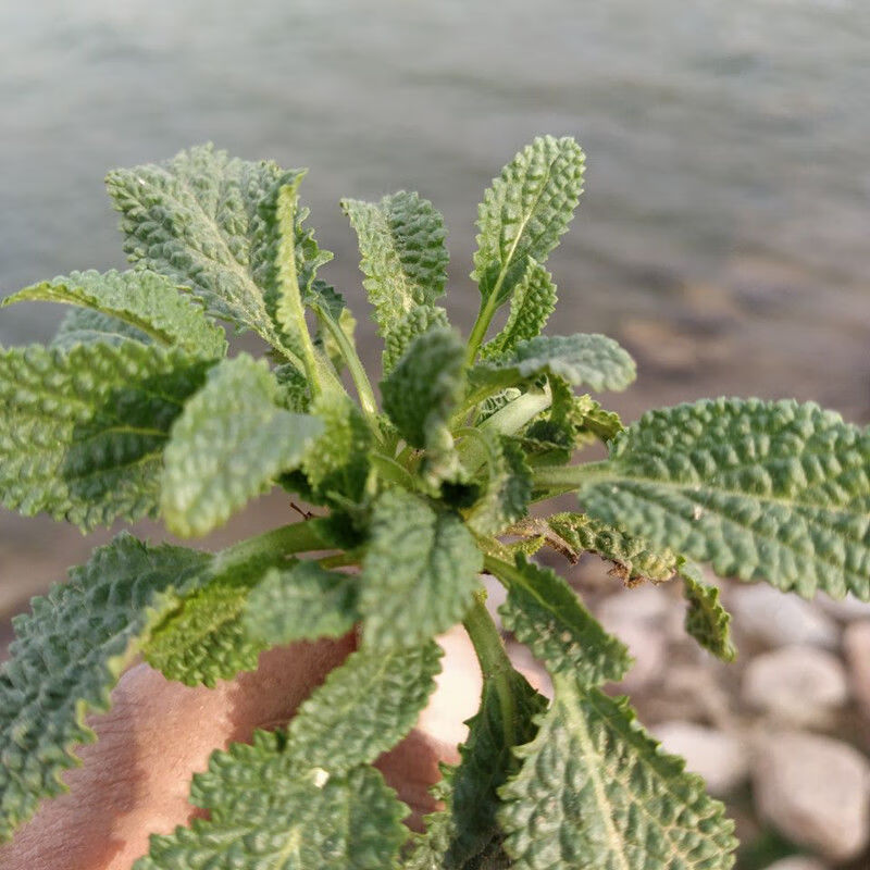 植物蛤蟆皮的药用价值图片