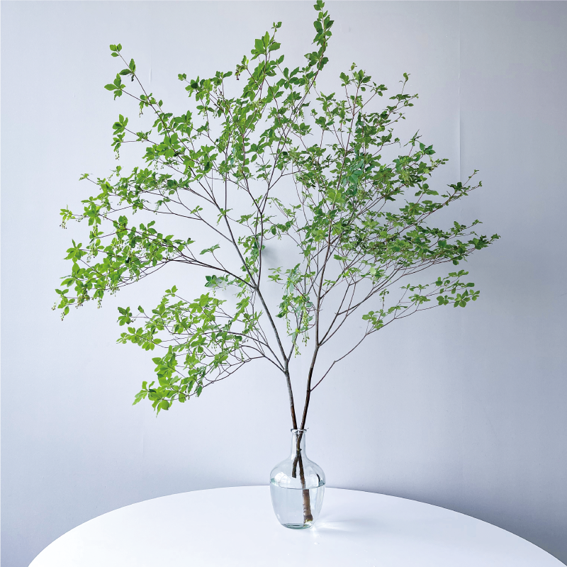 吊钟鲜切枝网红马醉木水培植物落地大肚瓶成都上海发货 进口吊钟45cm