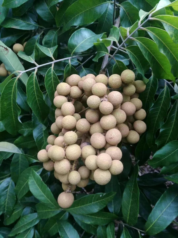 四季龙眼苗树当年结果嫁接四季龙眼石硖桂圆果苗树苗南方种龙眼树 石